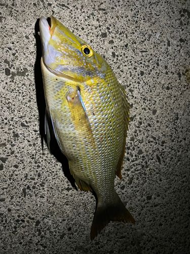 タマンの釣果