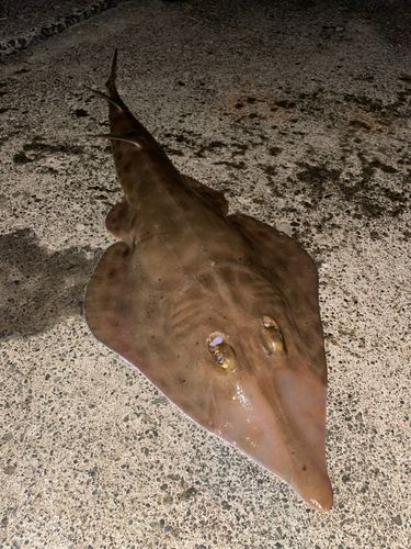 サカタザメの釣果