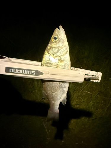 セイゴ（ヒラスズキ）の釣果