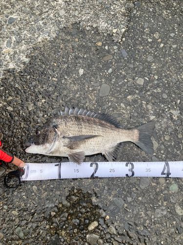 クロダイの釣果