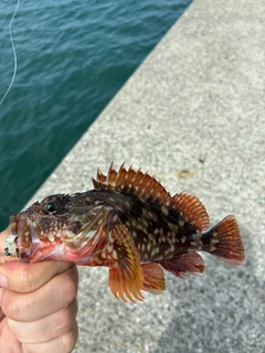 カサゴの釣果
