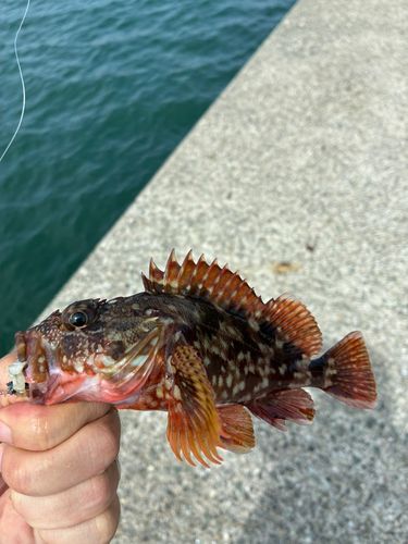 カサゴの釣果
