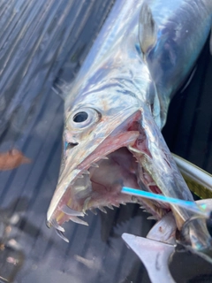 タチウオの釣果