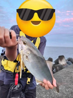 ショゴの釣果
