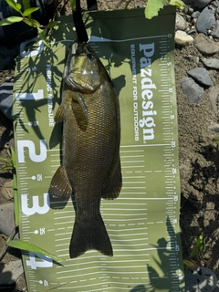 スモールマウスバスの釣果