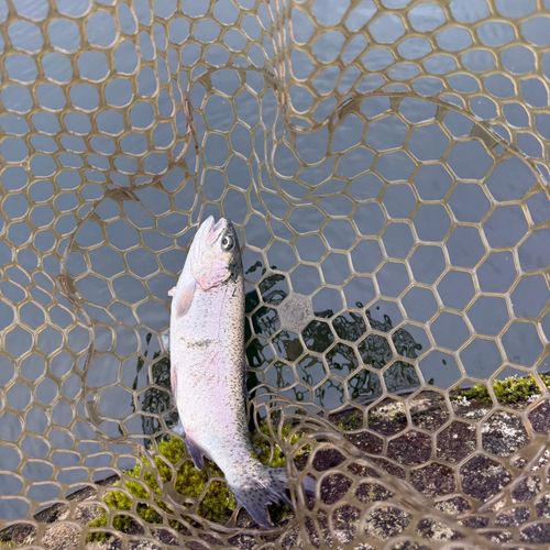 ニジマスの釣果