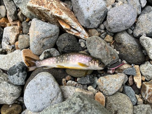 アメマスの釣果