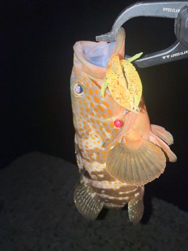 キジハタの釣果