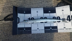 サヨリの釣果