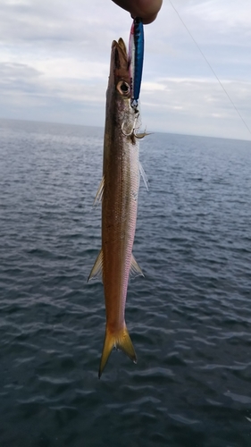 カマスの釣果