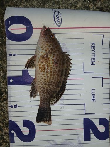 オオメハタの釣果