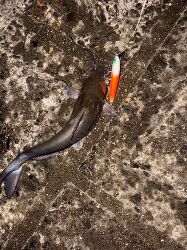 アメリカナマズの釣果