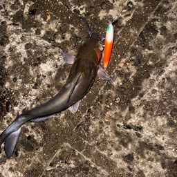 アメリカナマズ