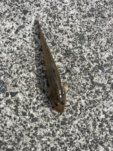 シロギスの釣果