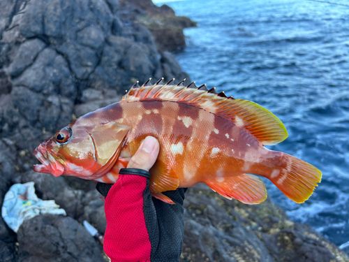アカハタの釣果