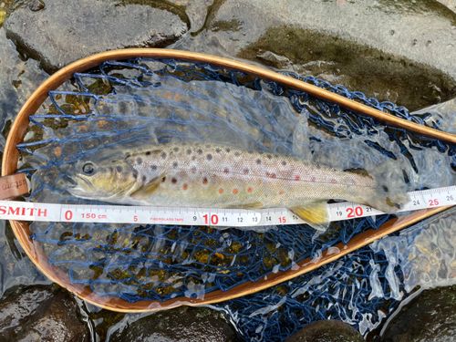 ブラウントラウトの釣果