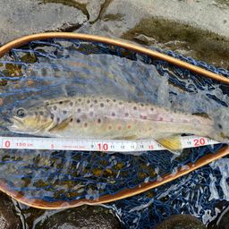 ブラウントラウト