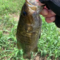 スモールマウスバス