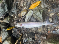 イワナの釣果