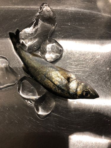 セイゴ（マルスズキ）の釣果