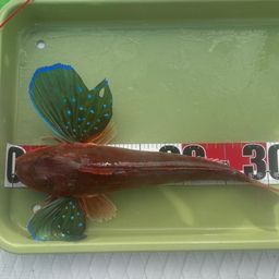 ホウボウ