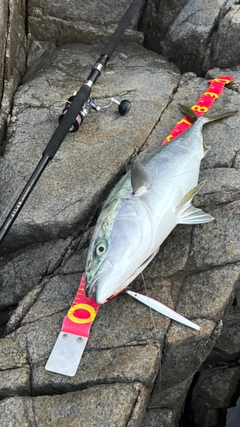 ブリの釣果