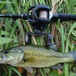 ラージマウスバス