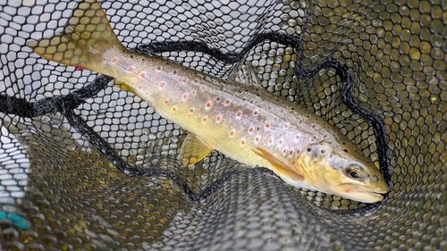 ブラウントラウト