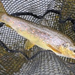 ブラウントラウト