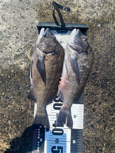 チヌの釣果