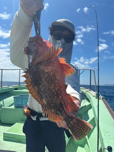 ウッカリカサゴの釣果