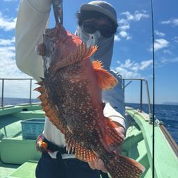 ウッカリカサゴ