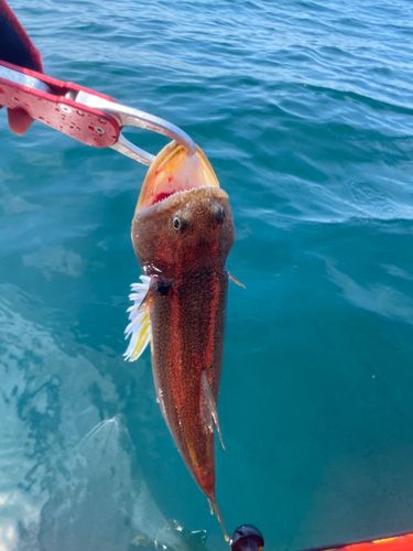 エソの釣果