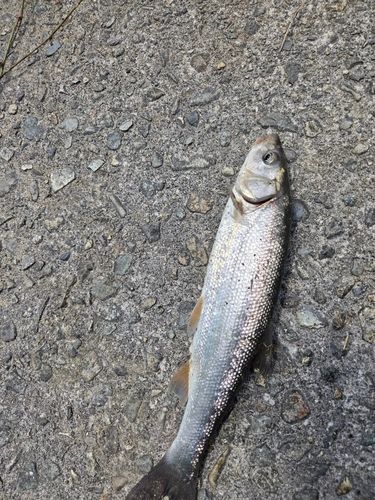 ウグイの釣果