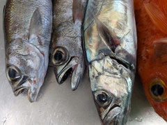 クロムツの釣果
