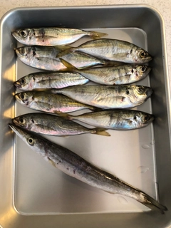 アジの釣果