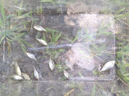 カネヒラの釣果
