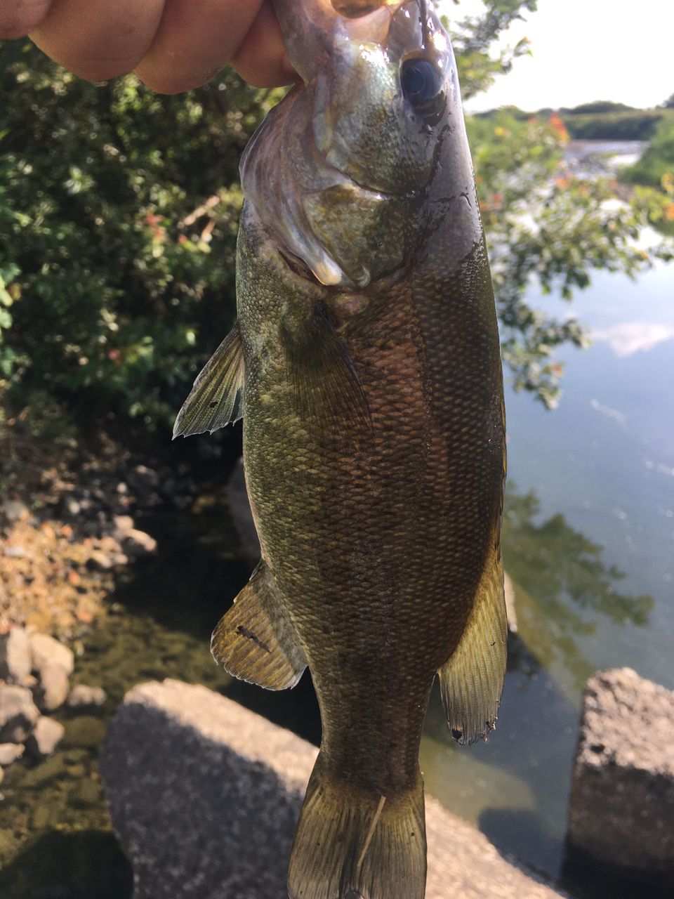 スモールマウスバス