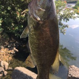 スモールマウスバス