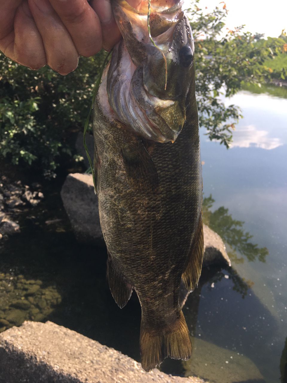 スモールマウスバス