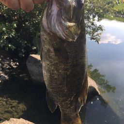 スモールマウスバス