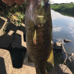 スモールマウスバス