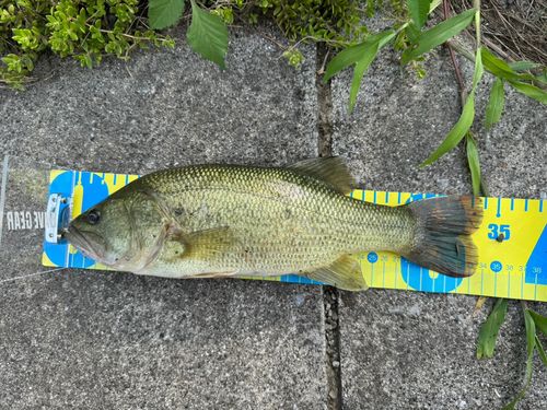 ブラックバスの釣果