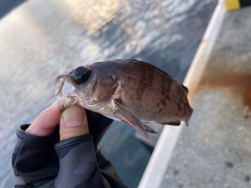 メバルの釣果