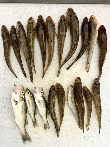 マハゼの釣果