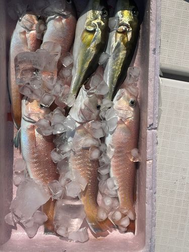 シロアマダイの釣果