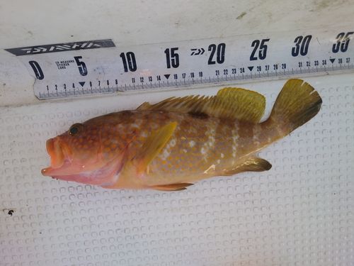 キジハタの釣果