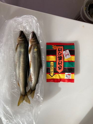アユの釣果