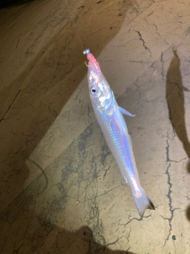キスの釣果