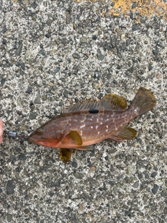 キジハタの釣果